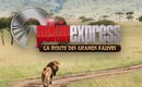 Pékin Express, les fauves attaquent !